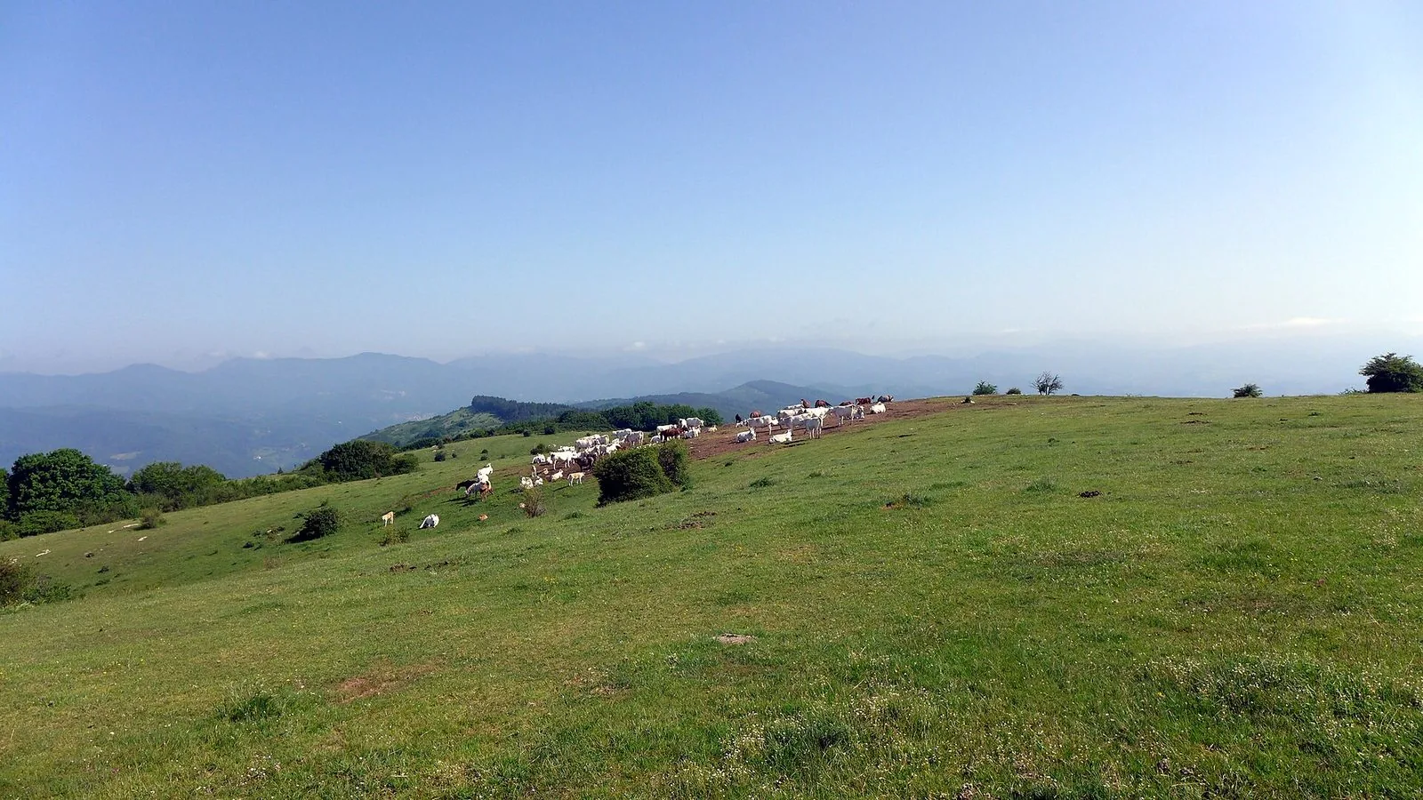 Cavalli al pascolo sui prati dei Monti della Calvana, sopra Prato